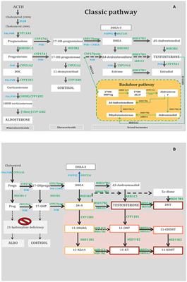 Congenital Adrenal Hyperplasias Presenting in the Newborn and Young Infant